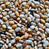 Tepary Bean, Multicolor Landrace